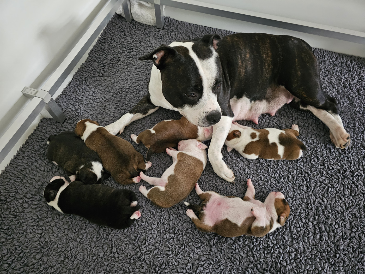 Du Royaume D'Erebor - Staffordshire Bull Terrier - Portée née le 27/07/2025