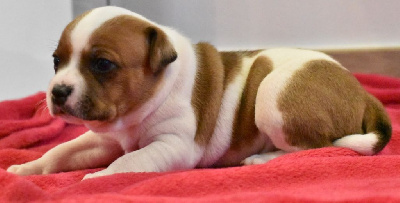 CHIOT 3