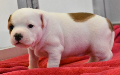 CHIOT 5