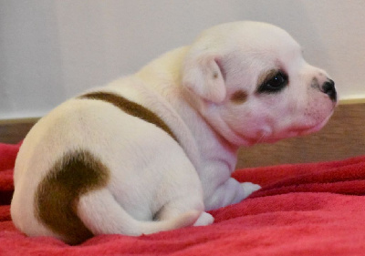 CHIOT 2