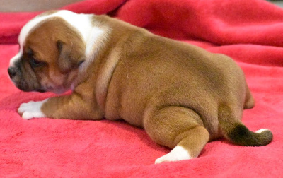 CHIOT 6