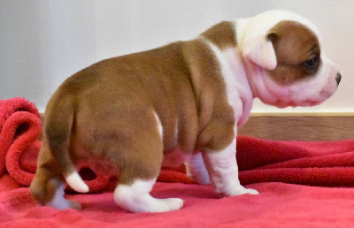 CHIOT 4