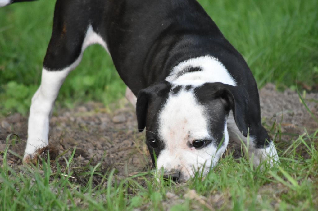 Du Royaume D'Erebor - Staffordshire Bull Terrier - Portée née le 09/06/2023